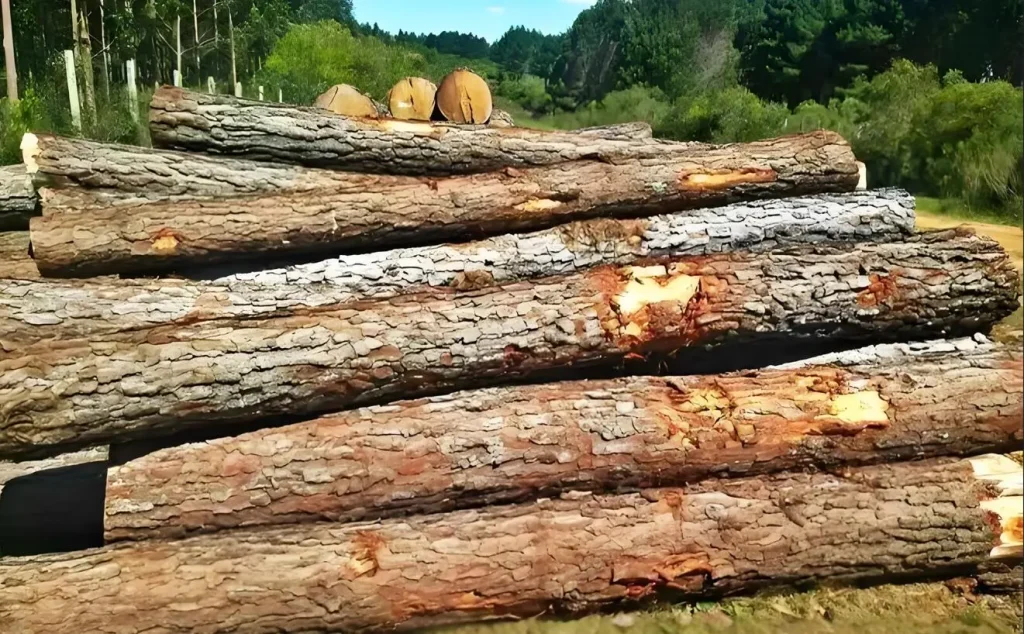 wood door material ready to process